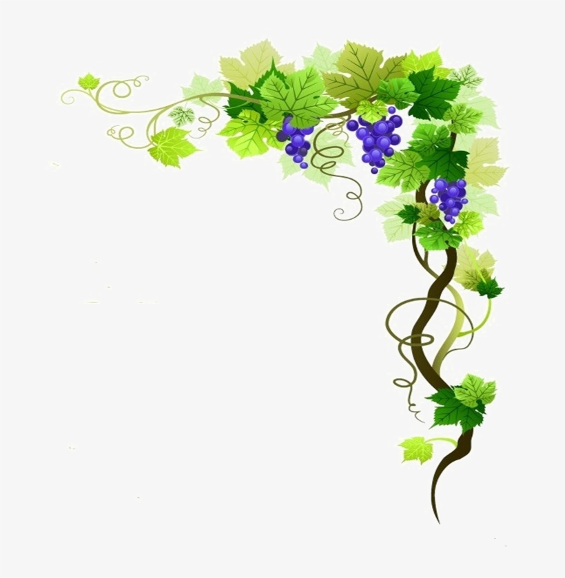 Grapes border png free. Grapevine clipart banner