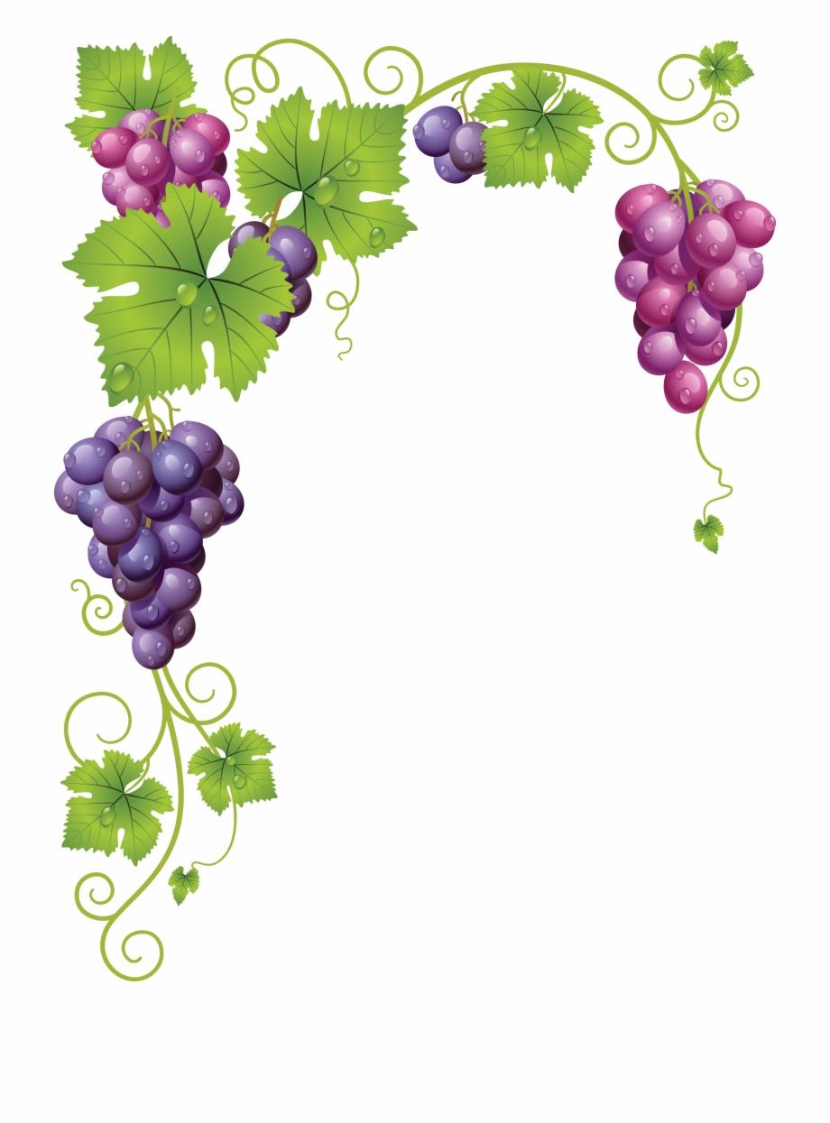 Transparent grapes vine grape. Grapevine clipart banner