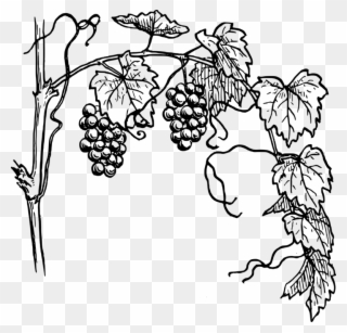 Free png grape vine. Grapevine clipart black and white
