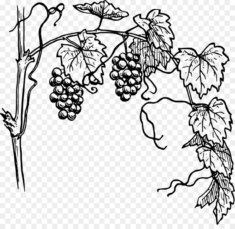 Grapevine clipart black and white. Flower wine grape drawing