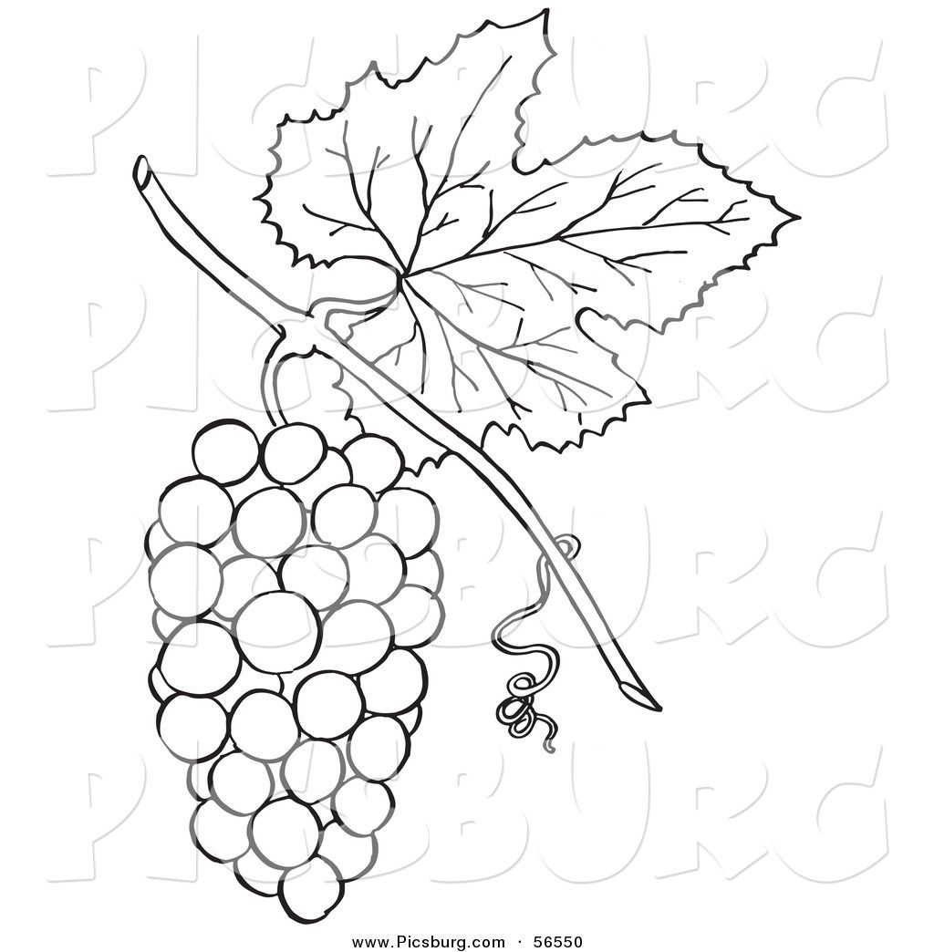 grapevine clipart black and white