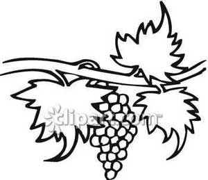 Grapevine clipart black and white. Grape vine royalty free