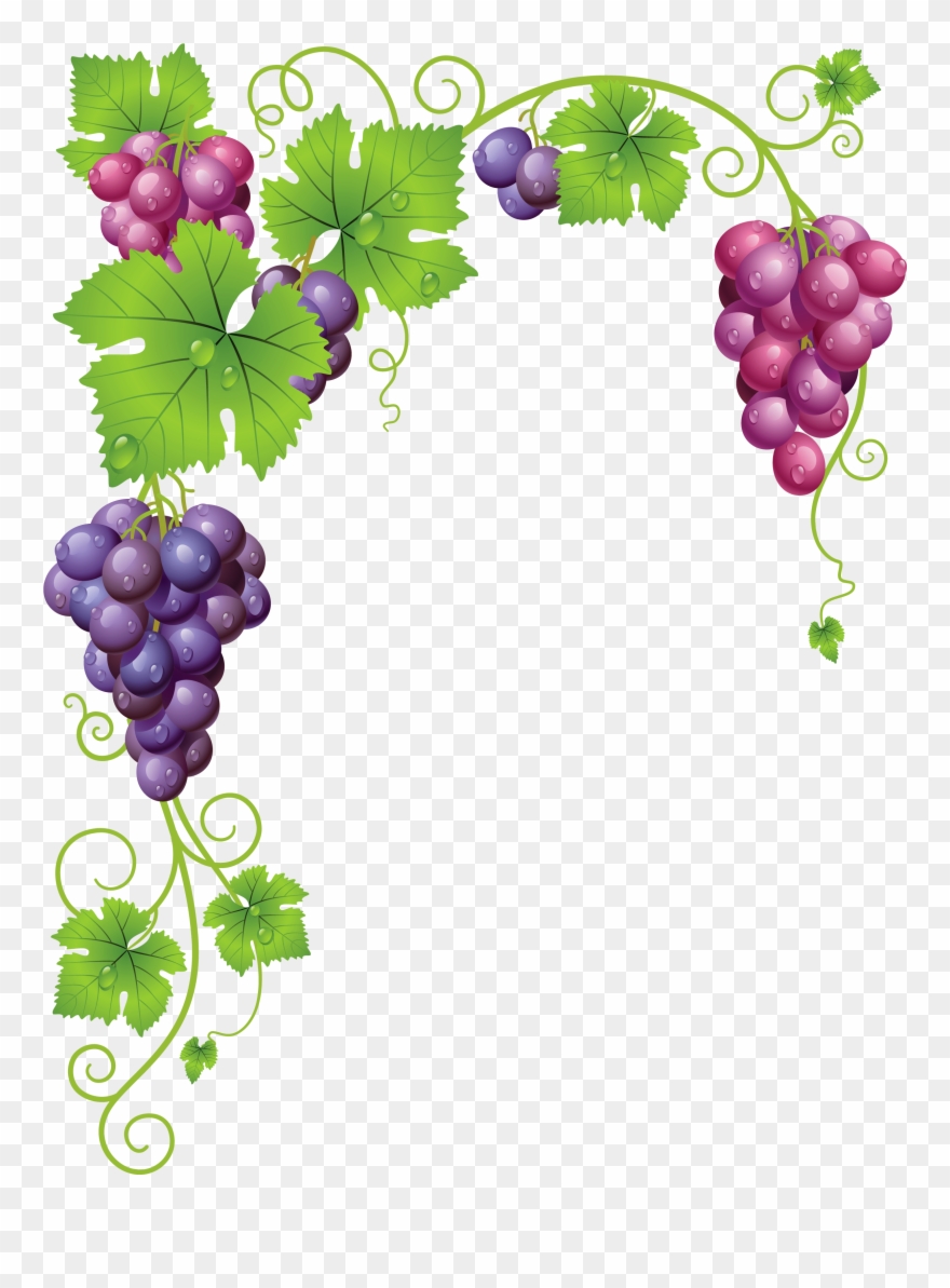 grapevine clipart climber plant