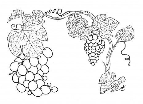 grapevine clipart coloring page