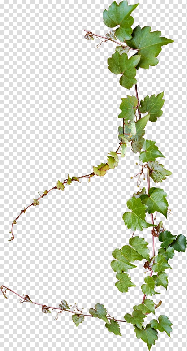 grapevine clipart creeper plant