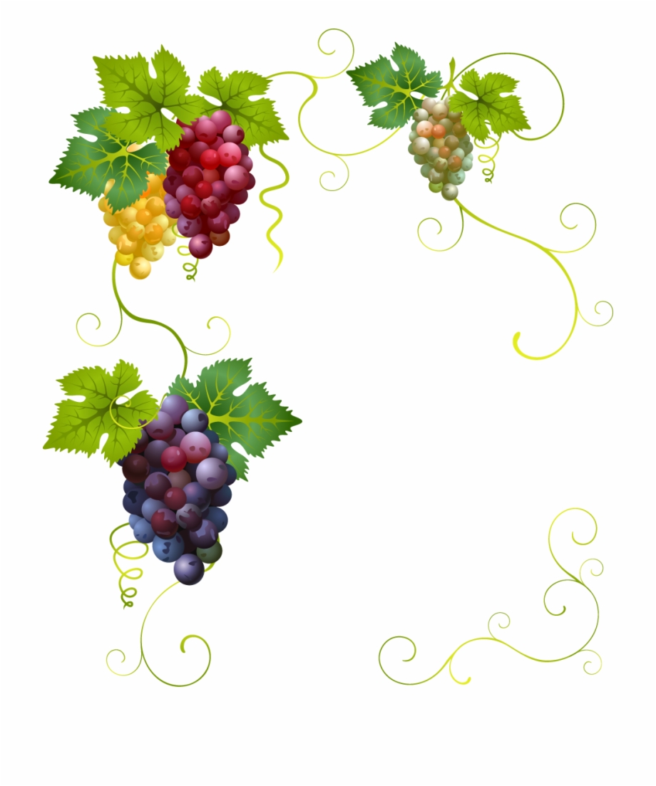 grapevine clipart decorative vine