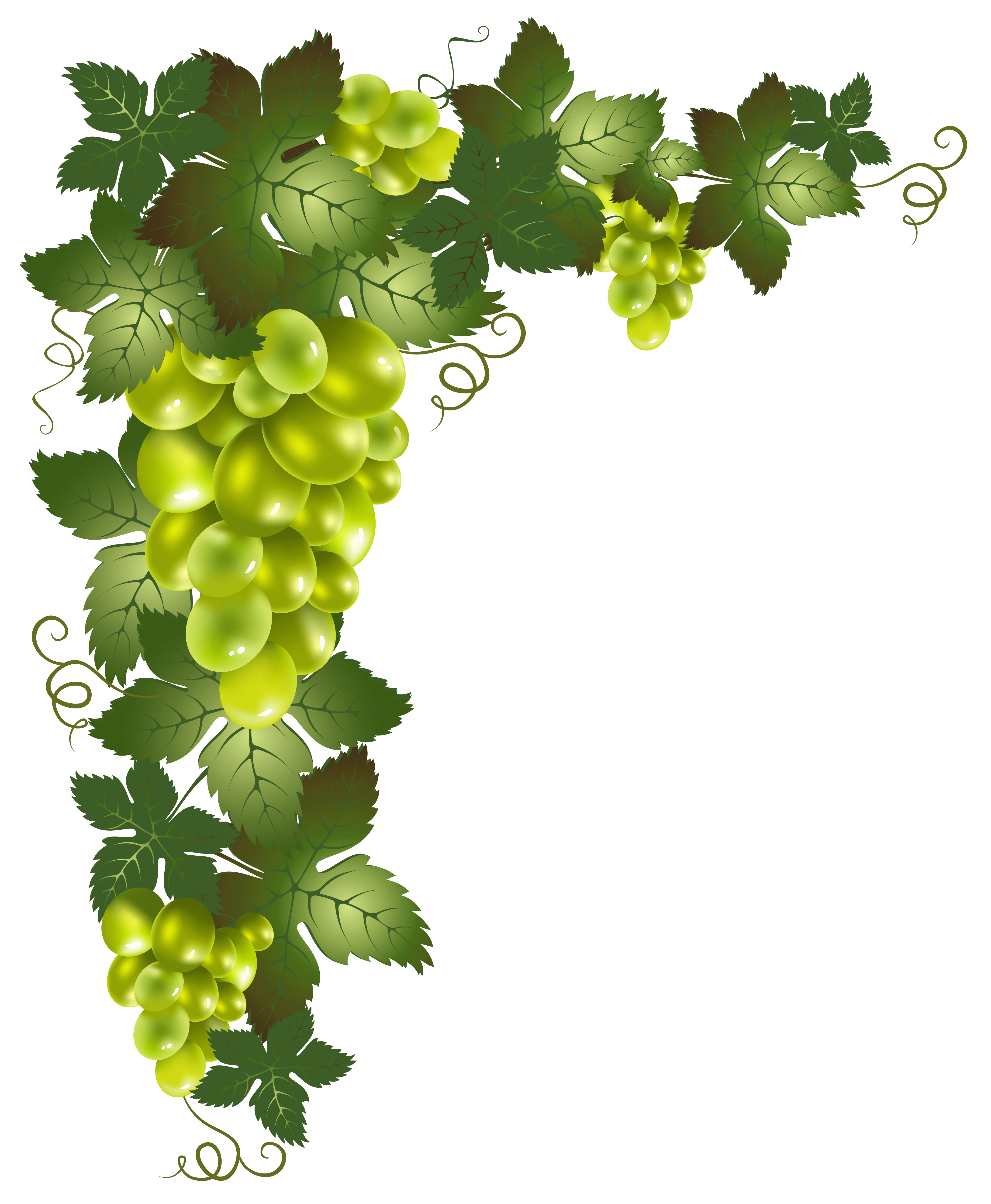 grapevine clipart decorative vine