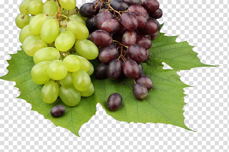 grapevine clipart grape field