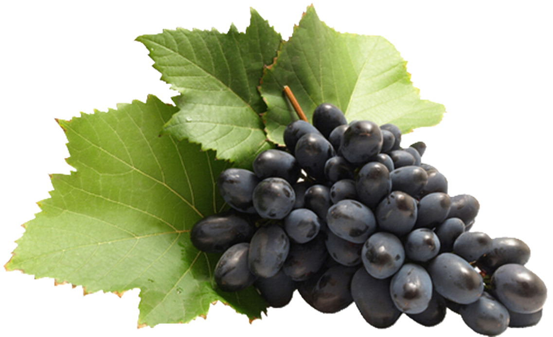 grapevine clipart grape harvest