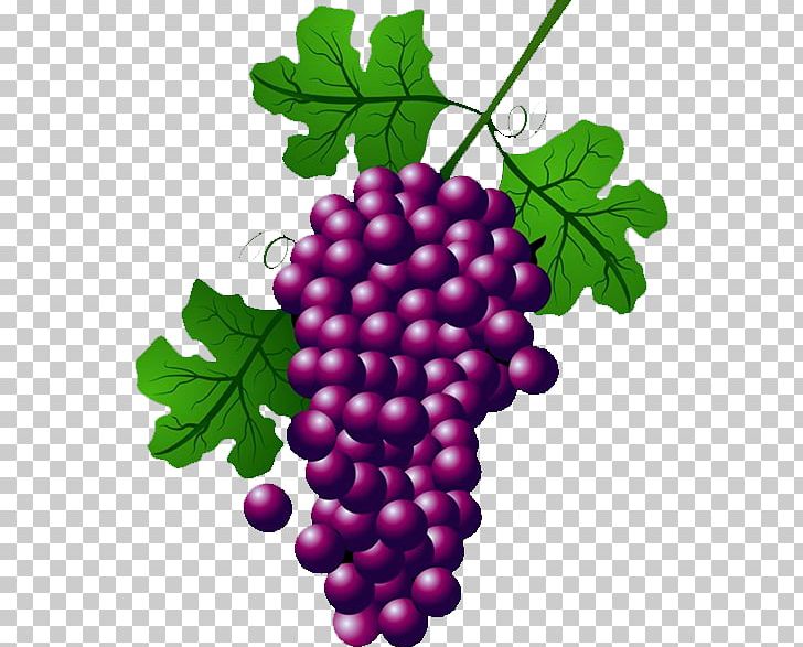 grapevine clipart grape harvest