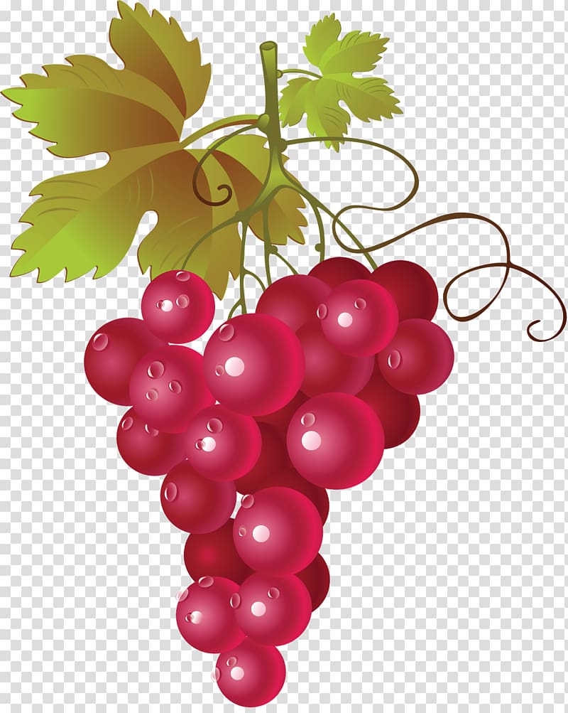 grapevine clipart grape harvest