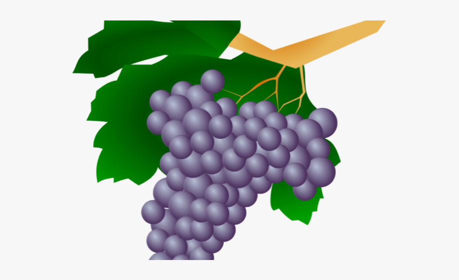 Italy grapes on vine. Grapevine clipart grape italian