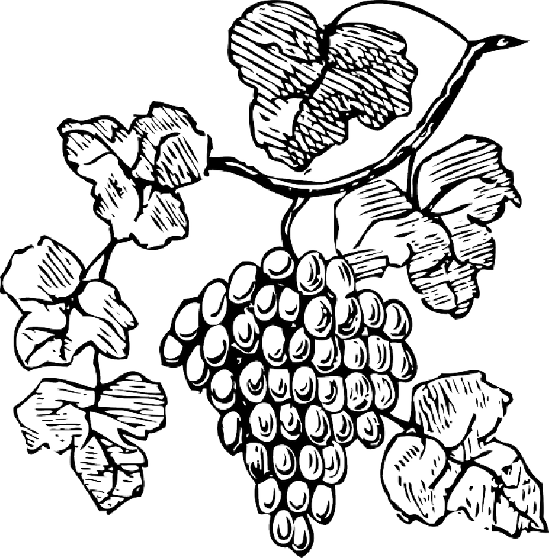 grapevine clipart grape stomping