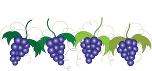 vines clipart grapevine