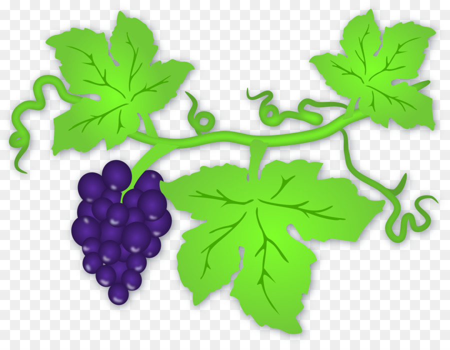grapevine clipart grape vine