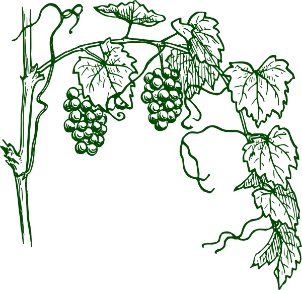 grapevine clipart green
