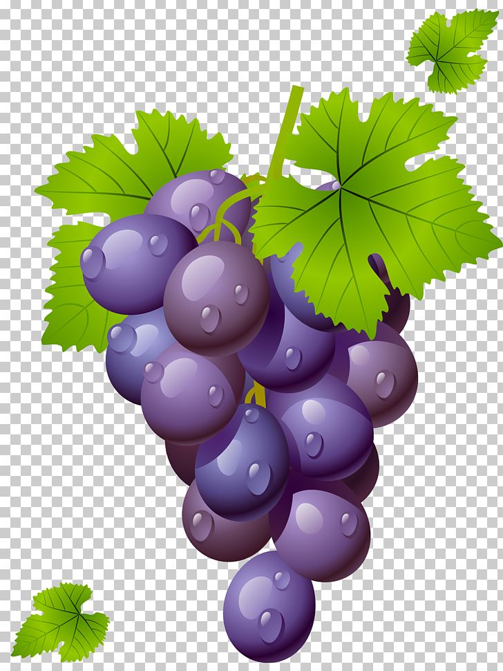 grapevine clipart icon