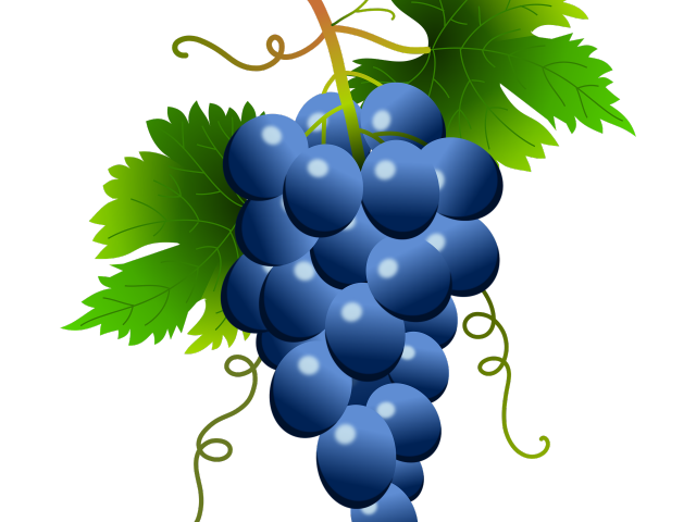 grapevine clipart outline
