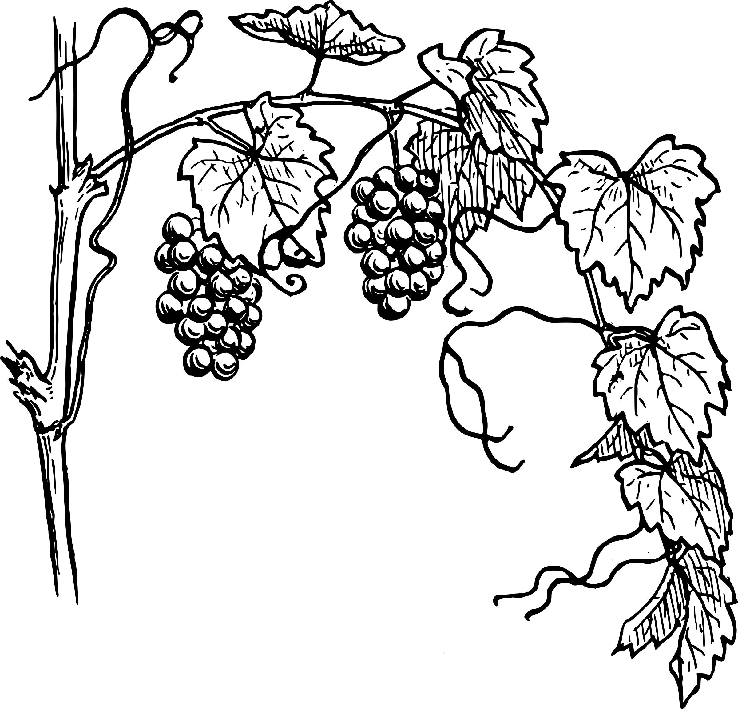 grapevine clipart outline