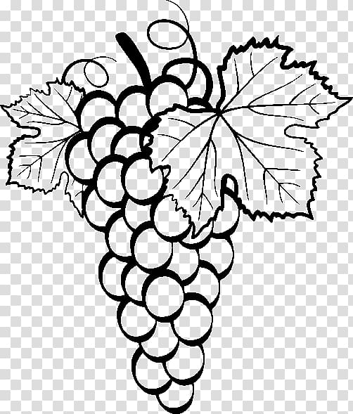grapevine clipart sketch