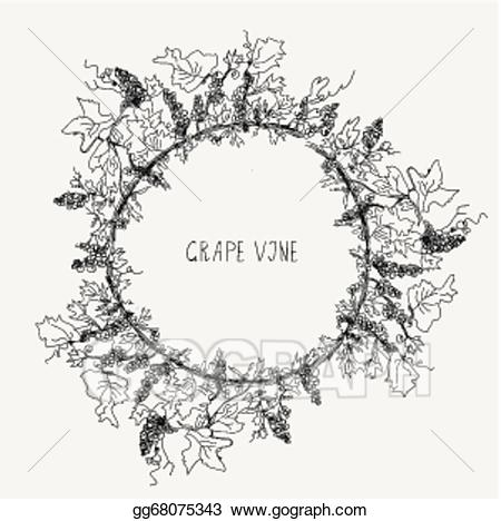 Vector art grape vine. Grapevine clipart sketch