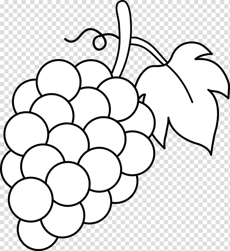 Grapevine clipart sketch. Common grape vine wine