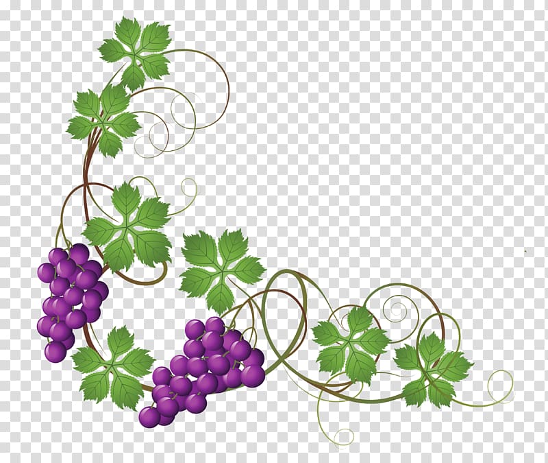 grapevine clipart symbol
