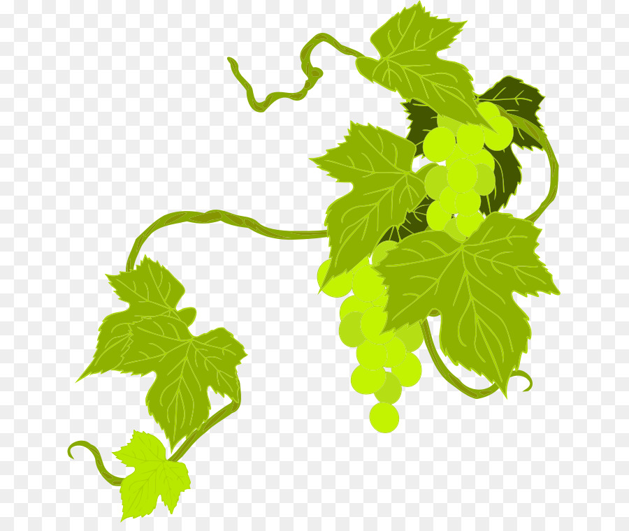 Grapevine clipart symbol. Family tree background wine