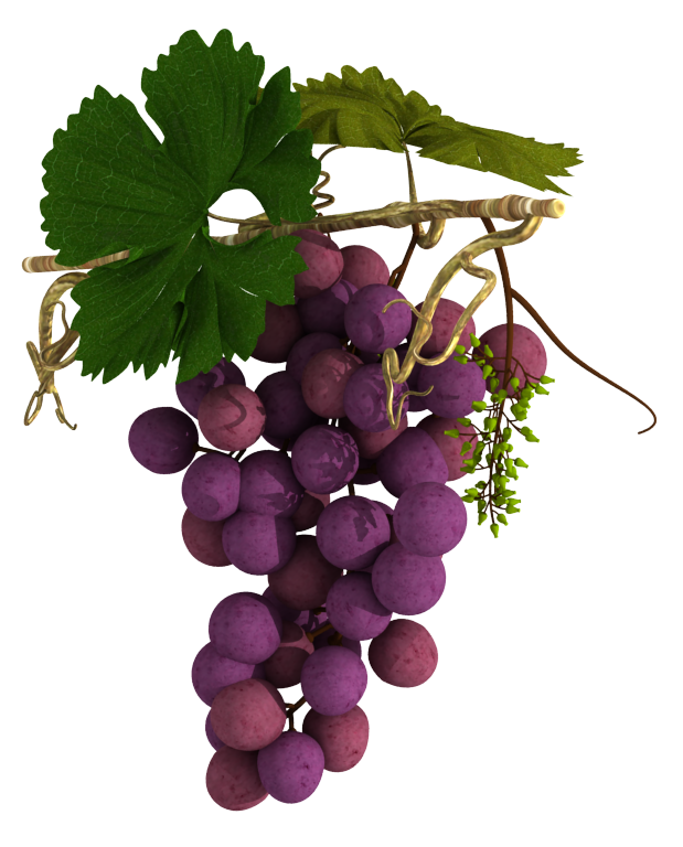 grapevine clipart tendril