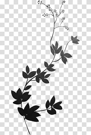 Transparent background png cliparts. Grapevine clipart tendril