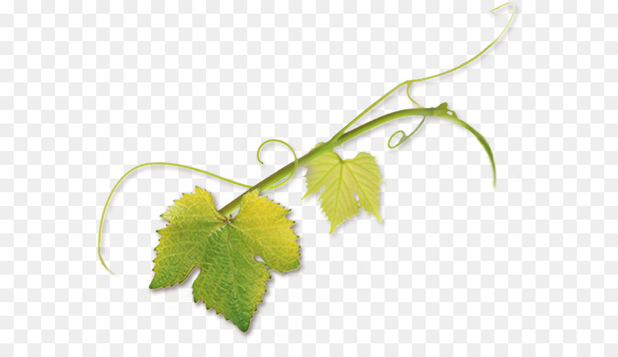 Grapevine clipart tendril. Flower leaves leaf grape