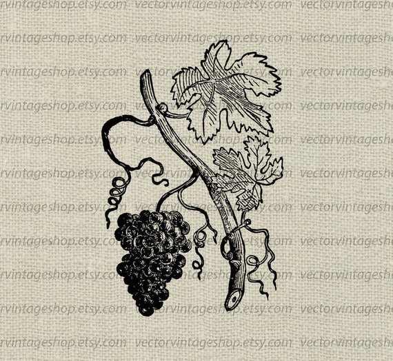 grapevine clipart tendril