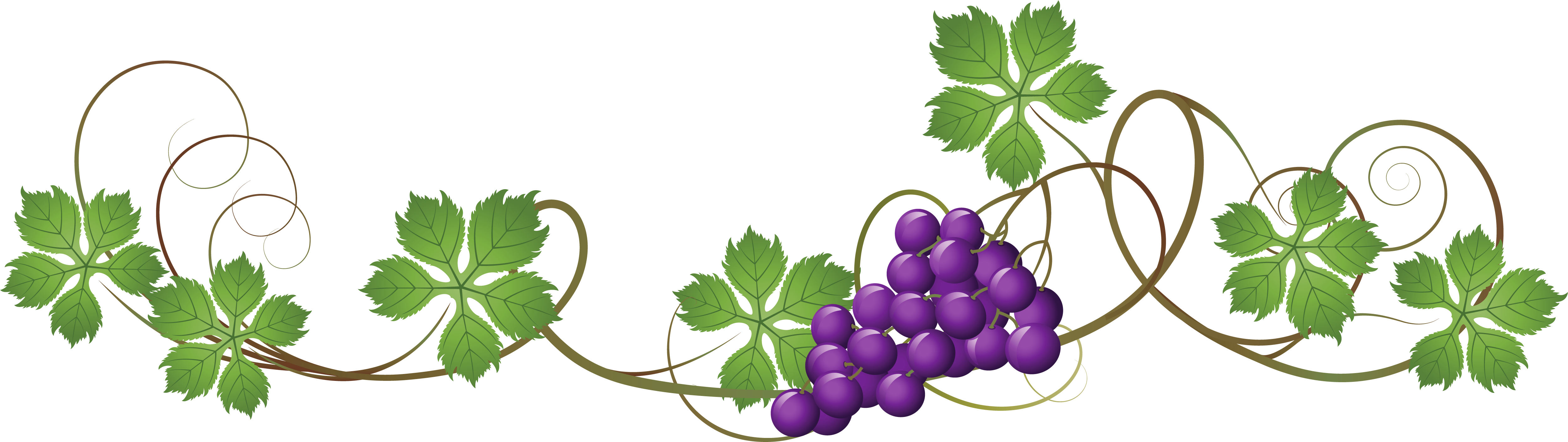 grapes clipart grape plant