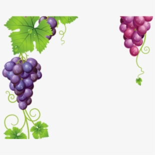 grapevine clipart vector