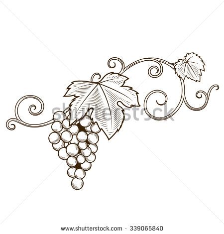 grapevine clipart vine branch