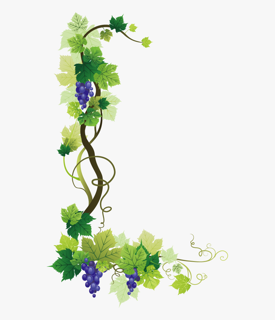 grapevine clipart vine leaves