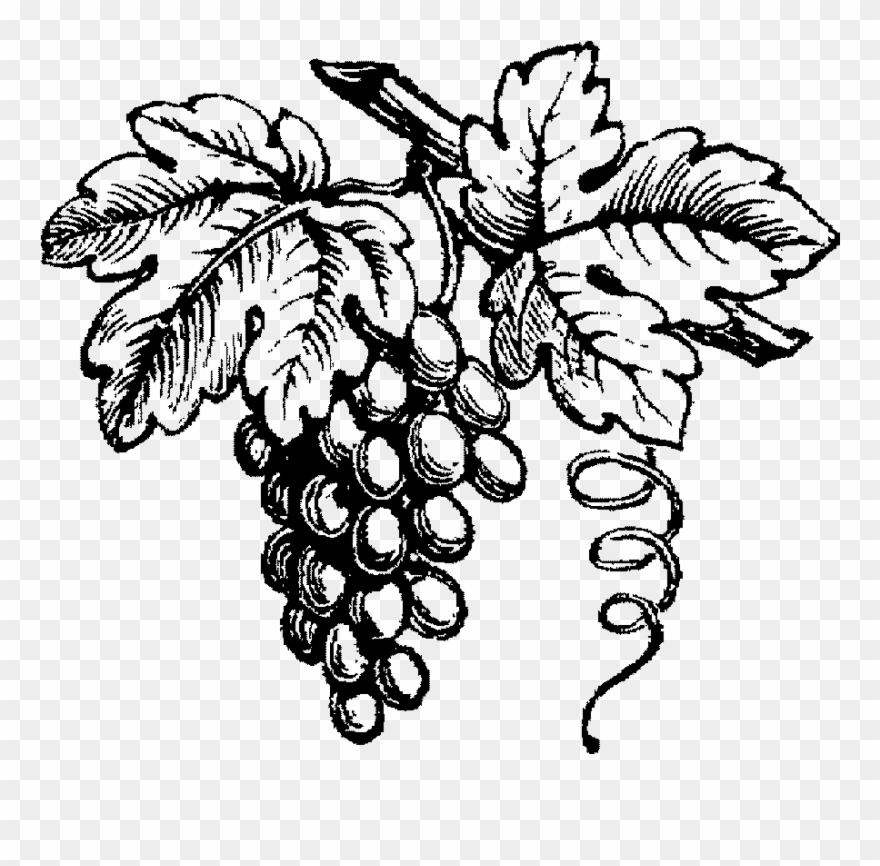 grapevine clipart vinyard