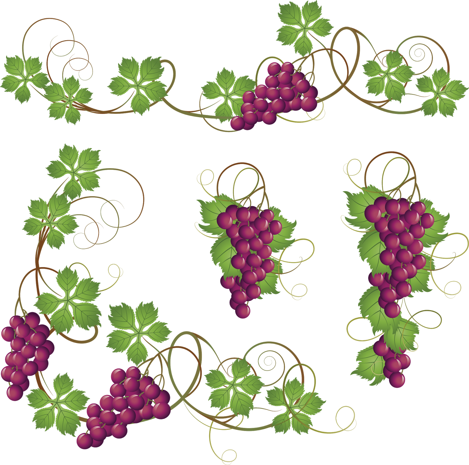 Common grape clip art. Vines clipart watermelon vine