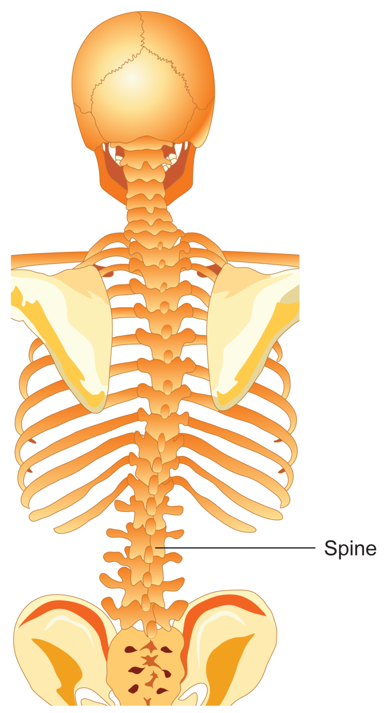 spine clipart scoliosis