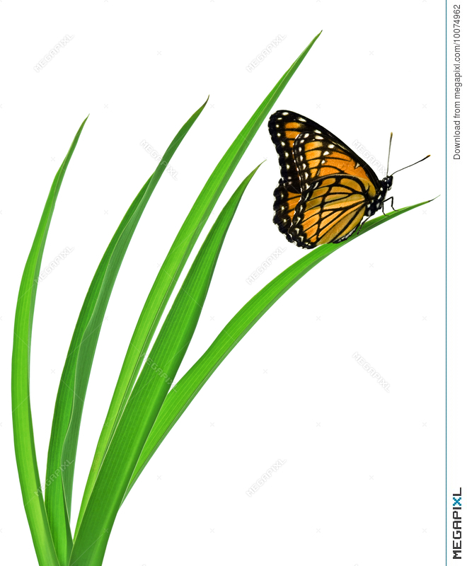 grass clipart butterfly
