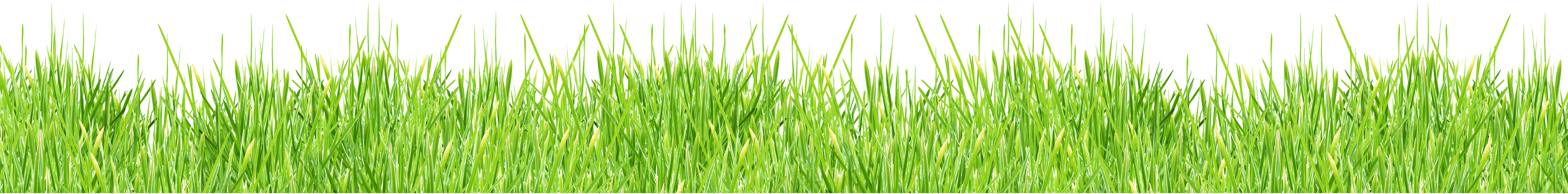 Grass png images pictures. Park clipart background