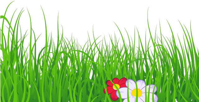 Grass clipart jpeg. No background 
