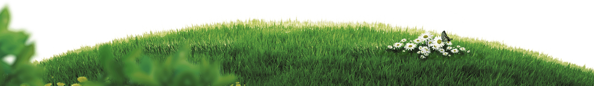 grass clipart plains