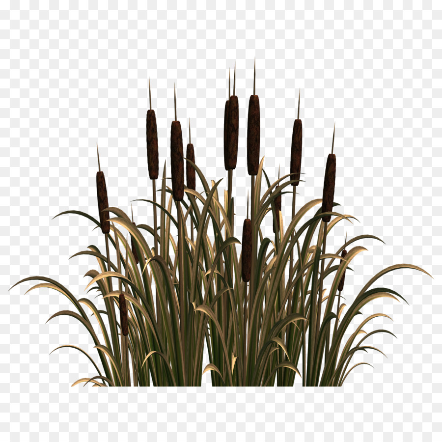 grass clipart reed grass