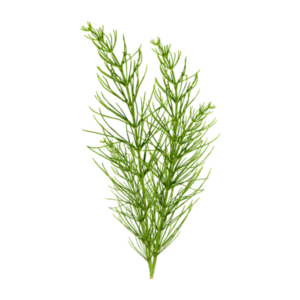 grass clipart seaweed