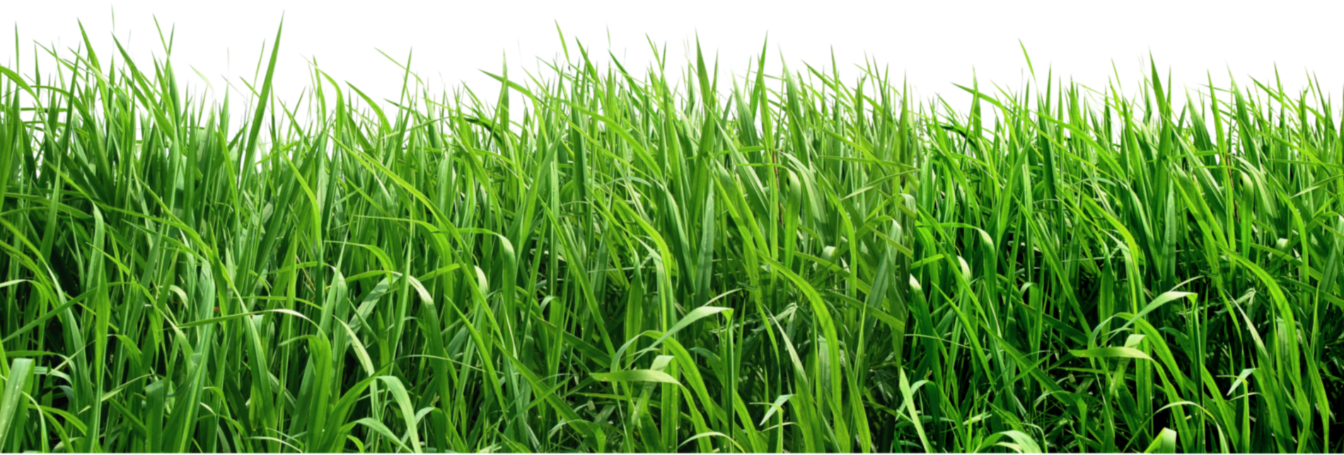 swamp clipart green grass