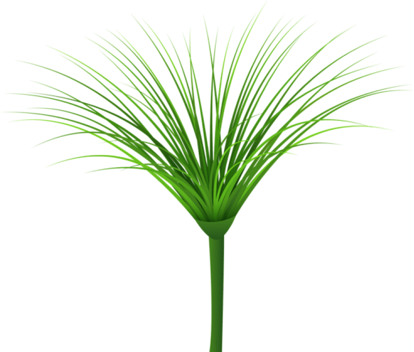 Grass clipart tropical grass. Download green leaf png