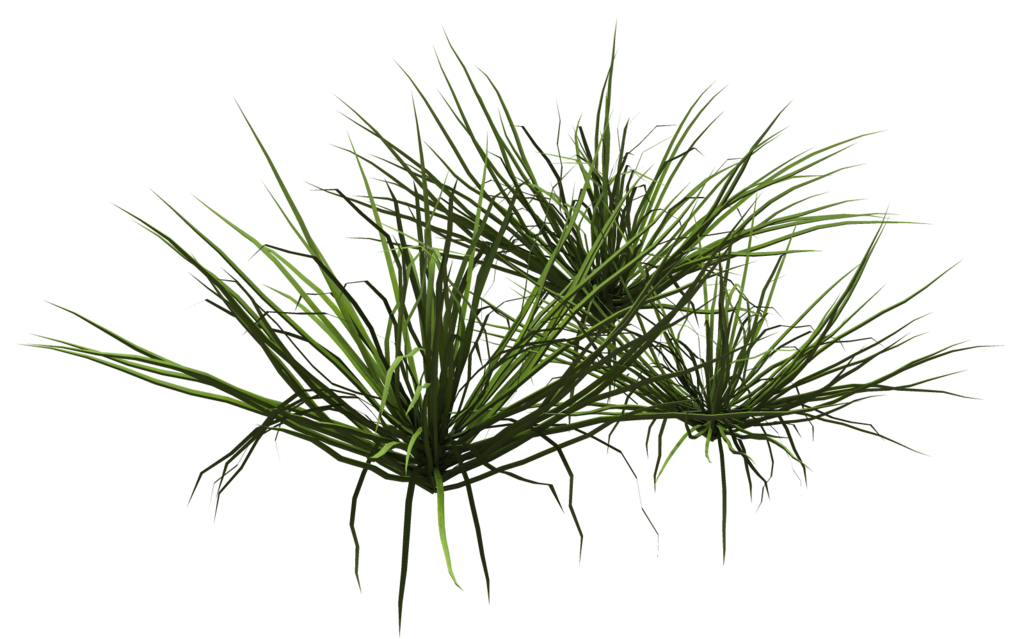 Deviantart lawn shrub clip. Grass clipart underwater