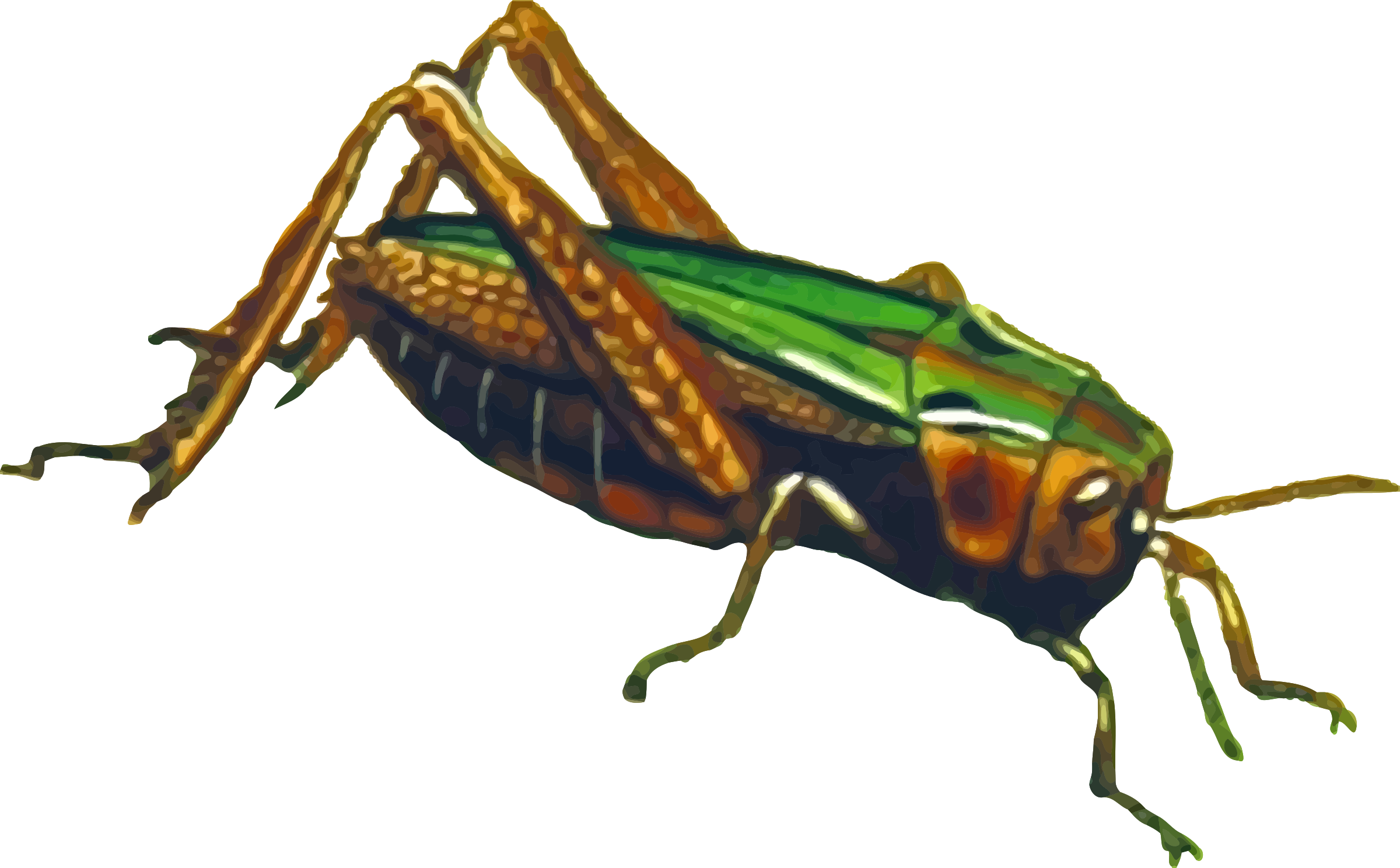 grasshopper clipart background