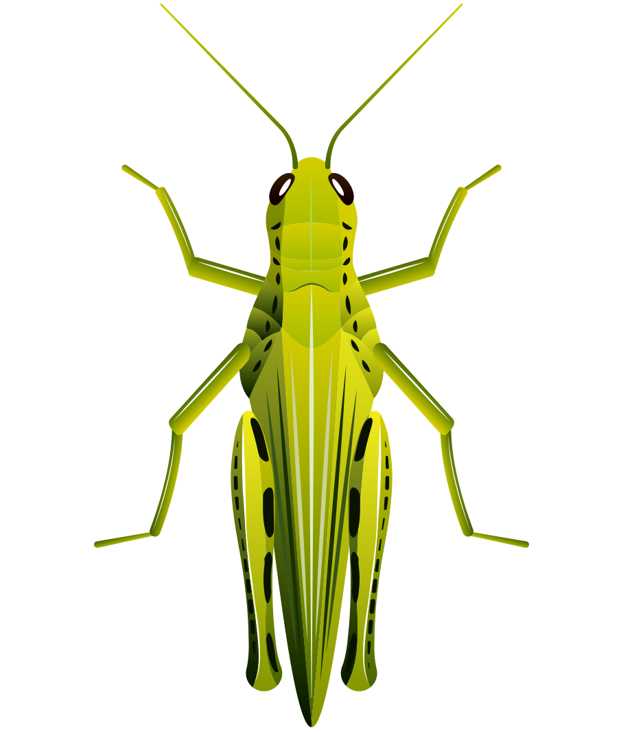 grasshopper clipart bettle